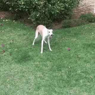 Dog Zoomies Playful Frenzy GIF