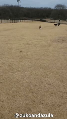 Dog Zoomies Playful Spirit Reminder GIF
