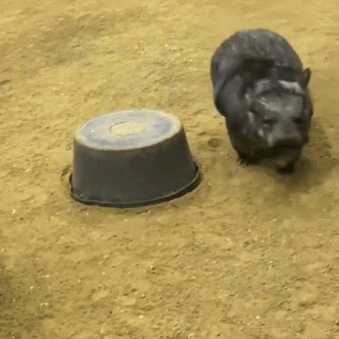 Dog Zoomies Playful Way To Bond GIF