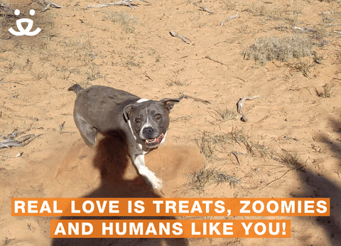 Dog Zoomies Real Love Is Treats GIF