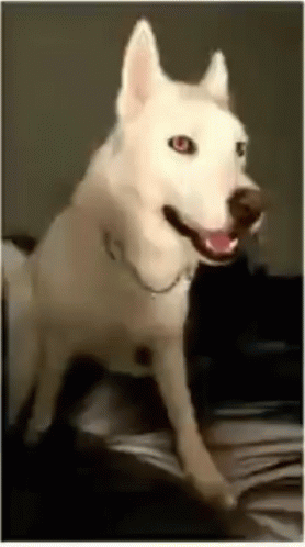 Dog Zoomies Reminder Of Puppyhood GIF