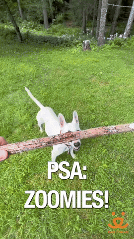 Dog Zoomies Reminder Of Their Wild Side GIF