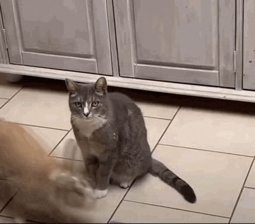Dog Zoomies Running Around The Cat GIF