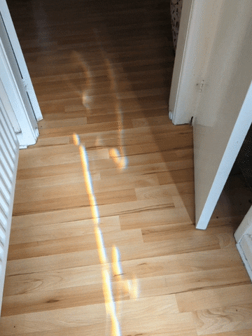 Dog Zoomies Running Around The House GIF
