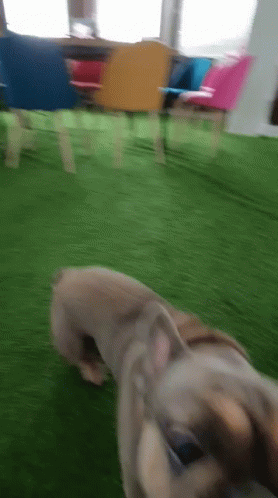 Dog Zoomies Running In Circles GIF
