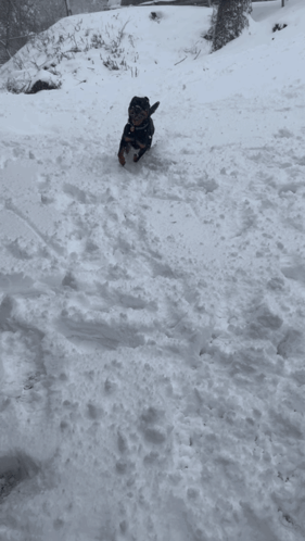 Dog Zoomies Running On Snow GIF