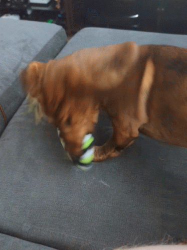 Dog Zoomies Silly Spectacle GIF