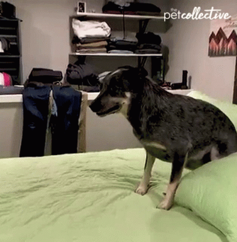 Dog Zoomies Sniffing Something Fishy GIF