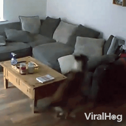 Dog Zoomies Spontaneous Burst Of Fun GIF