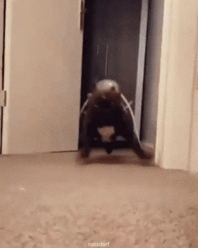 Dog Zoomies Sudden Urge To Run GIF