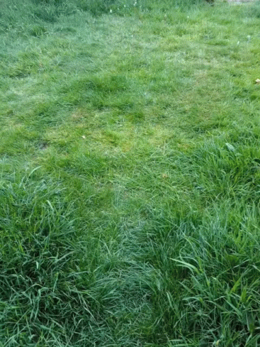 Dog Zoomies Uncontrollable Energy GIF