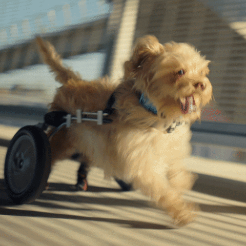 Dog Zoomies Welcome Change Of Pace GIF