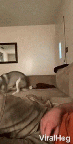 Dog Zoomies Welcome Distraction With Man GIF