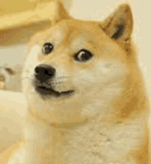 Doge Doge Coin Gif GIF