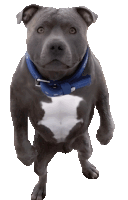 Doge Doge Meme Sticker GIF