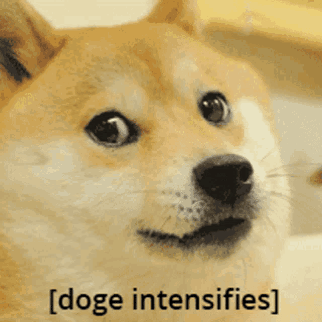 Doge Dogeintensifies Gif GIF
