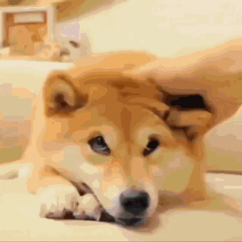 Doge Meme Cuteness Overload GIF