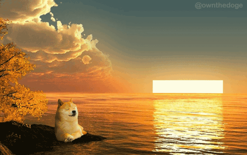 Doge Sitting on Rock at Ocean Sunset