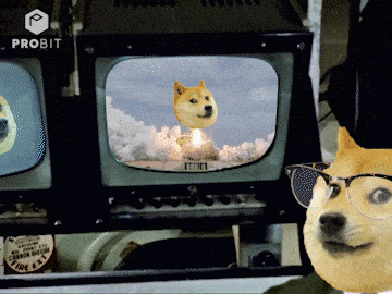 Doge Wearing Glasses And Hat Watching Rocket Launch GIF