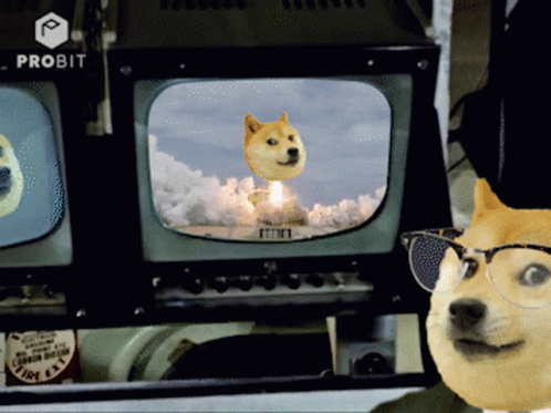 Doge Wearing Glasses Watching Rocket Launch GIF