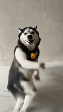 Dogesh Dance Dogesh Dance Husky Gif GIF