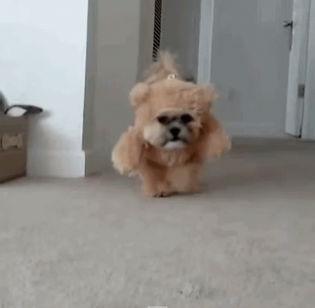 Doggo Acting Like An Ewok GIF