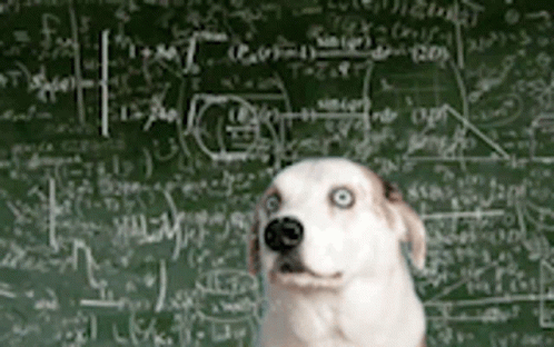Doggo Doing The Math Meme GIF