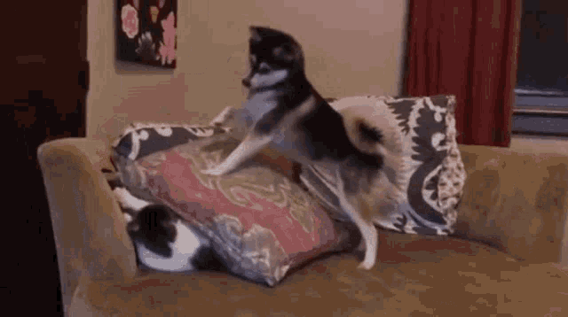 Doggo Killing Cat Gif GIF
