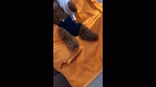 Doggo On National Tequila Day GIF
