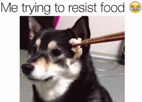 Doggo Resists Temptation On Food GIF