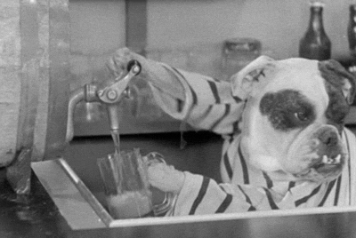 Doggy Bartender Serving Doggy Drinks GIF