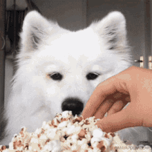 Doggy Eating Popcorn GIF
