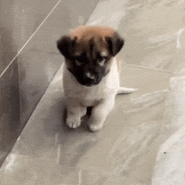 Doggy Tap Tap Gif GIF