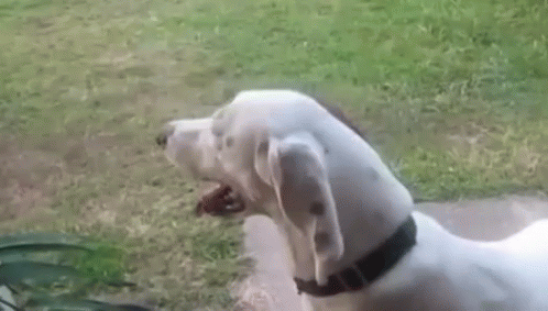 Dogo Argentino Dog Barking GIF