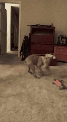 Dogo Argentino Energetic Dog Chasing Tail GIF