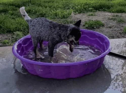 Dogpool Blue Heeler Playing With Water GIF