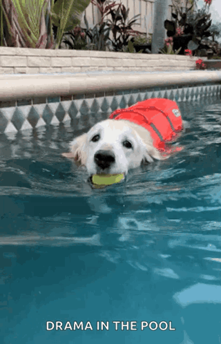 Dogpool Drama In The Pool GIF