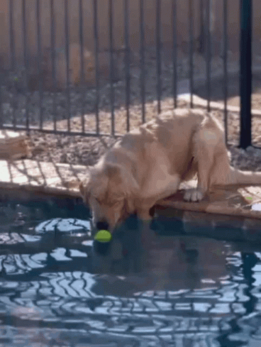 Dogpool Grabs The Ball From Pool GIF