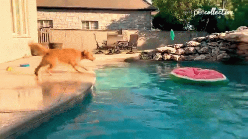 Dogpool Playing Fetch GIF