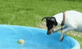 Dogpool Playing Pool Ball GIF
