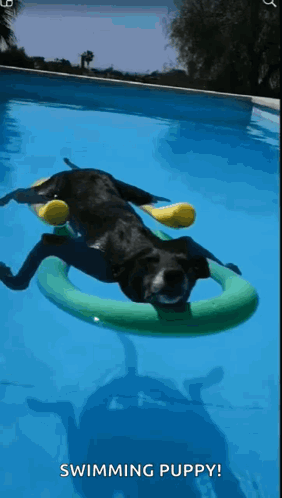 Dogpool Swimming Puppy GIF