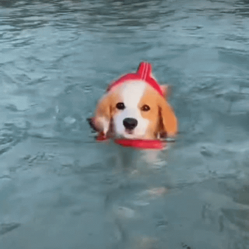 Dogpool Swimming Puppy GIF