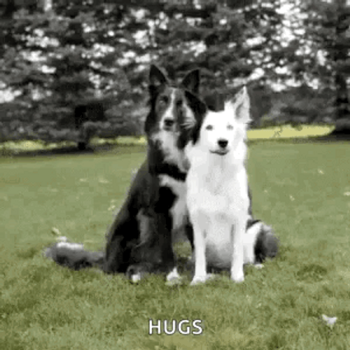 Dogs Abrazo GIF