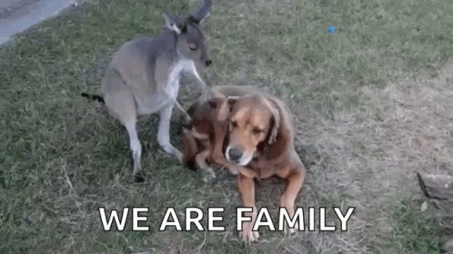 Dogs And Kangaroo We Are Family GIF