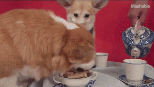 Dogs Boston Tea Party GIF