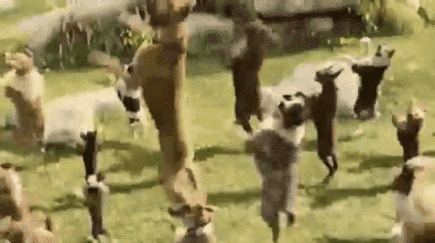 Dogs Dance In Fields GIF
