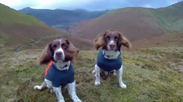 Dogs Ears Being Blown By Wind GIF