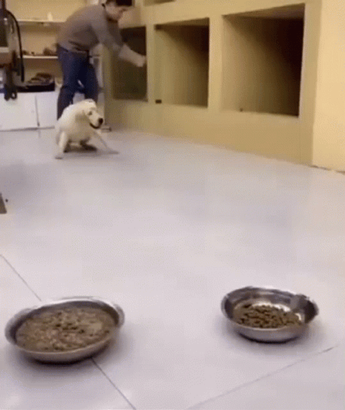 Dogs Eat Still Starving GIF
