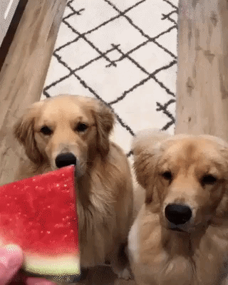 Dogs Eating Watermelon GIF