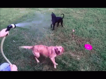 Dogs Enjoy Drinking From A Fire Hose GIF